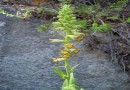 Digitalis viridiflora ©  Pandion Wild Tours